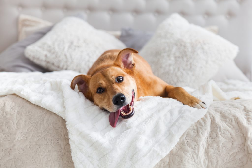 dog in bed