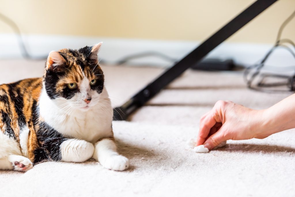 pet poop stain, dog poop stains, cat poop